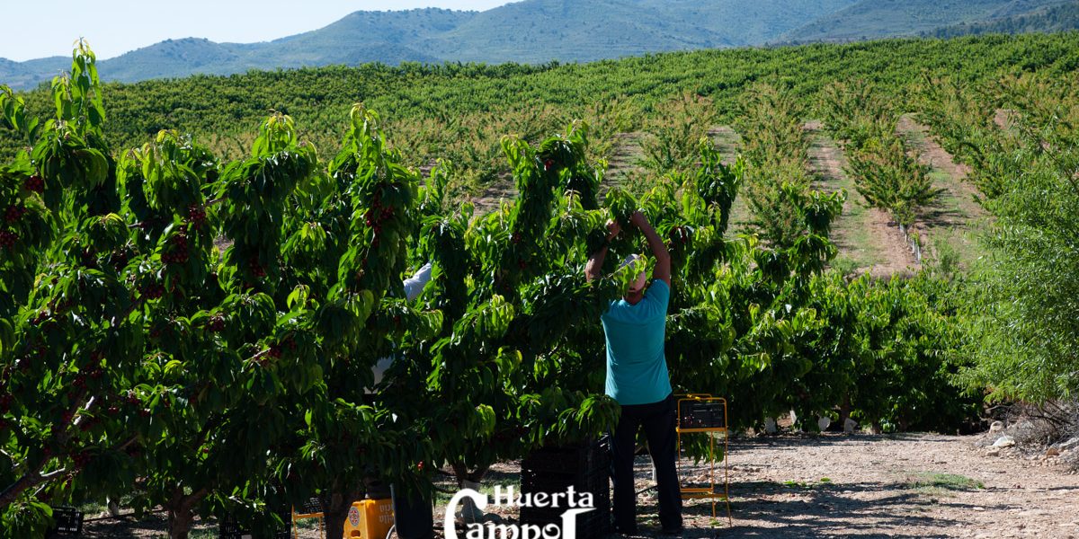 Inicio de campaña de recogida de Cereza de Huerta Campo Jara